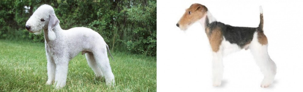 Fox Terrier vs Bedlington Terrier - Breed Comparison