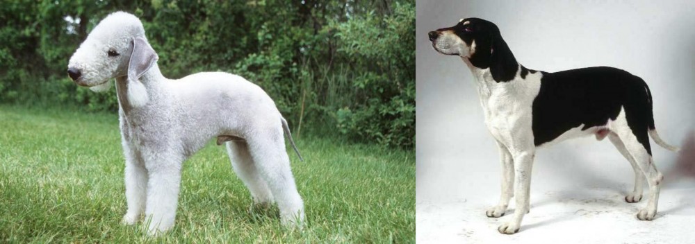 Francais Blanc et Noir vs Bedlington Terrier - Breed Comparison