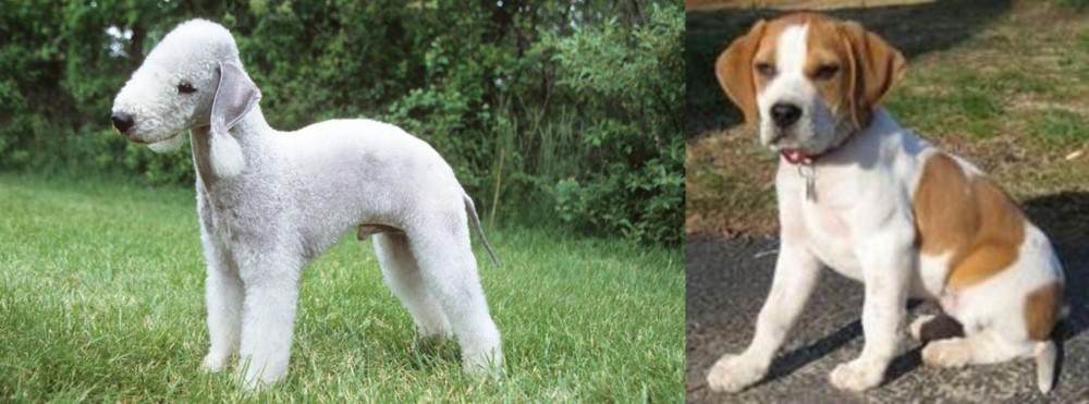 Francais Blanc et Orange vs Bedlington Terrier - Breed Comparison