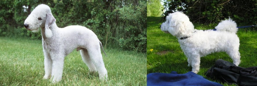 Franzuskaya Bolonka vs Bedlington Terrier - Breed Comparison