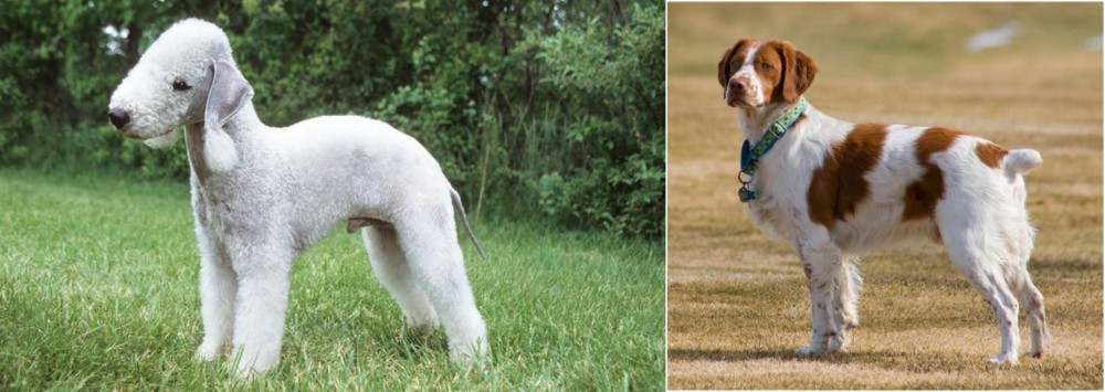 French Brittany vs Bedlington Terrier - Breed Comparison