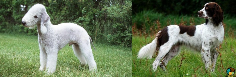French Spaniel vs Bedlington Terrier - Breed Comparison