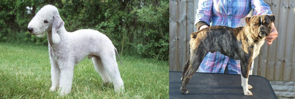Fruggle vs Bedlington Terrier - Breed Comparison