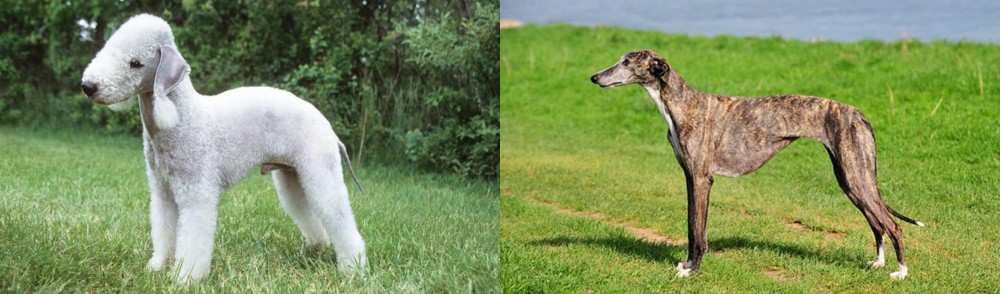 Galgo Espanol vs Bedlington Terrier - Breed Comparison
