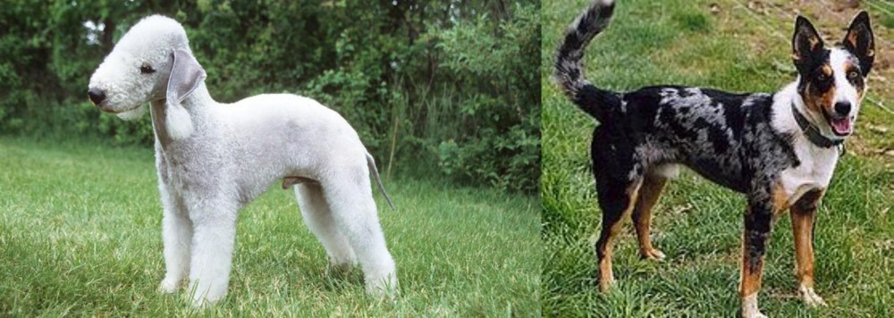 German Coolie vs Bedlington Terrier - Breed Comparison