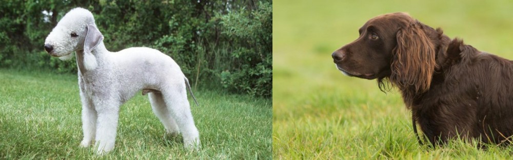 German Longhaired Pointer vs Bedlington Terrier - Breed Comparison