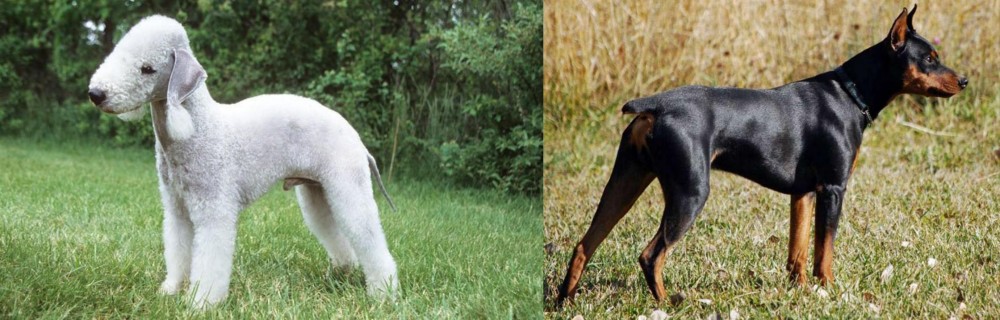 German Pinscher vs Bedlington Terrier - Breed Comparison