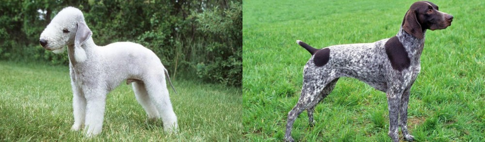 German Shorthaired Pointer vs Bedlington Terrier - Breed Comparison
