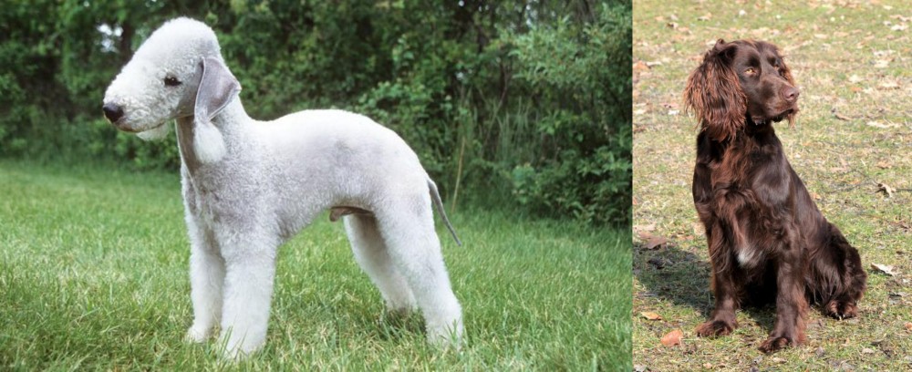 German Spaniel vs Bedlington Terrier - Breed Comparison