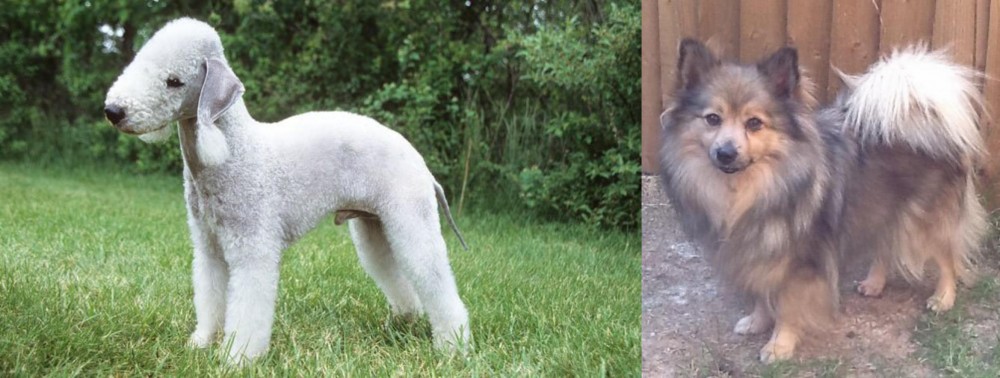 German Spitz (Mittel) vs Bedlington Terrier - Breed Comparison