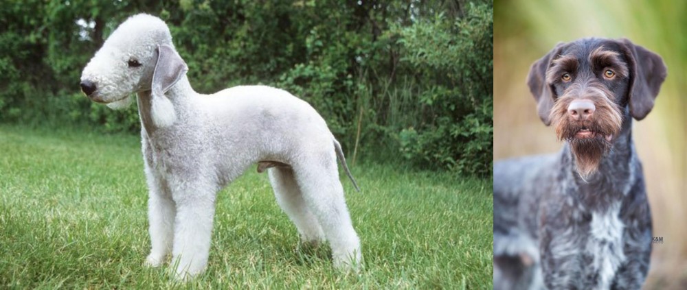 German Wirehaired Pointer vs Bedlington Terrier - Breed Comparison