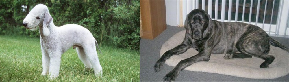 Giant Maso Mastiff vs Bedlington Terrier - Breed Comparison