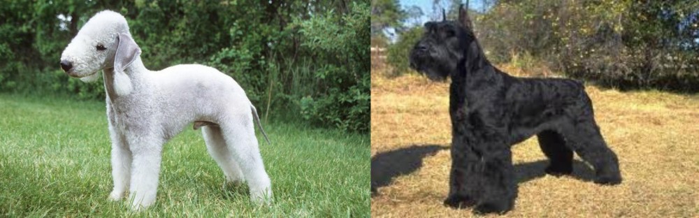 Giant Schnauzer vs Bedlington Terrier - Breed Comparison