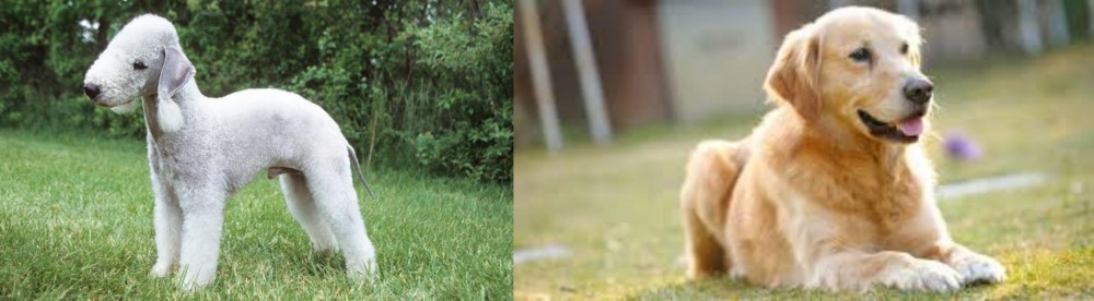 Goldador vs Bedlington Terrier - Breed Comparison