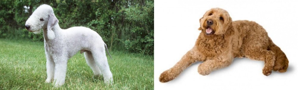Golden Doodle vs Bedlington Terrier - Breed Comparison