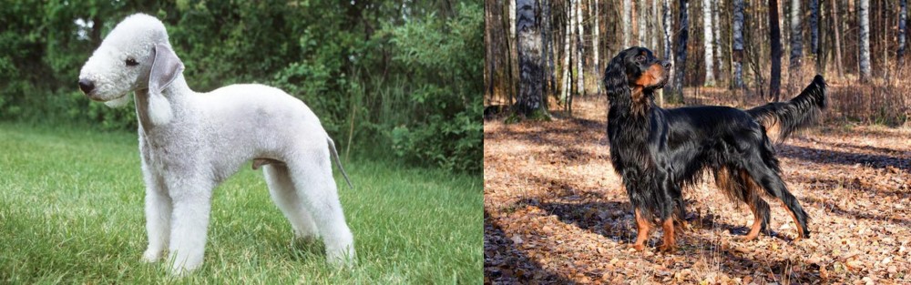 Gordon Setter vs Bedlington Terrier - Breed Comparison