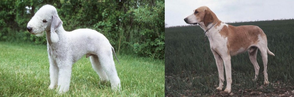 Grand Anglo-Francais Blanc et Orange vs Bedlington Terrier - Breed Comparison