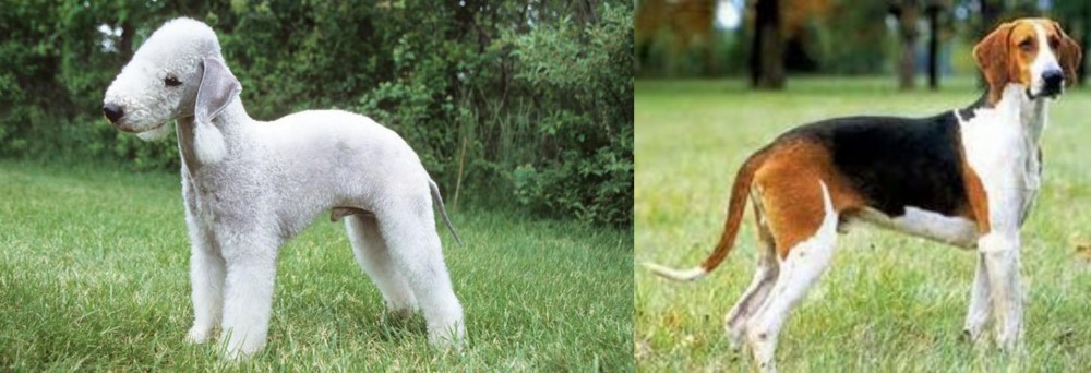 Grand Anglo-Francais Tricolore vs Bedlington Terrier - Breed Comparison