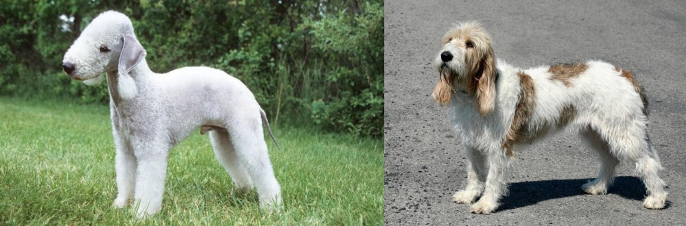 Grand Basset Griffon Vendeen vs Bedlington Terrier - Breed Comparison