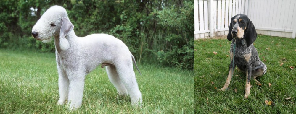 Grand Bleu de Gascogne vs Bedlington Terrier - Breed Comparison