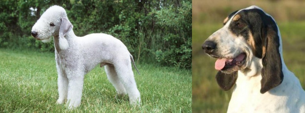 Grand Gascon Saintongeois vs Bedlington Terrier - Breed Comparison