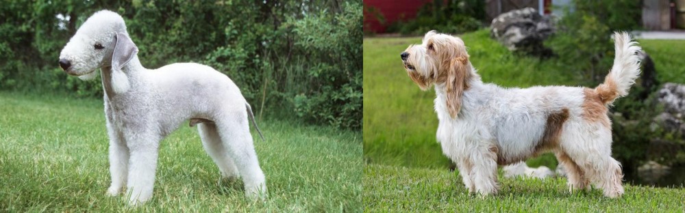 Grand Griffon Vendeen vs Bedlington Terrier - Breed Comparison