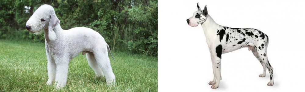 Great Dane vs Bedlington Terrier - Breed Comparison