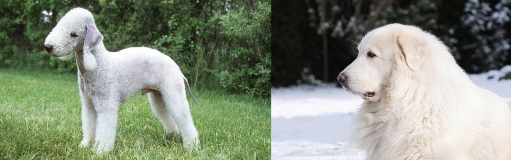 Great Pyrenees vs Bedlington Terrier - Breed Comparison