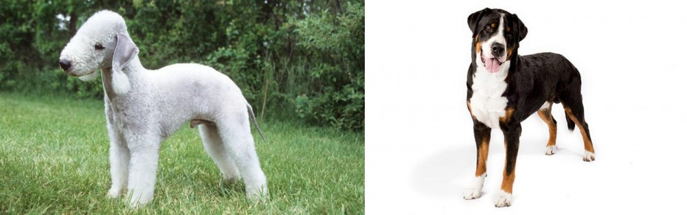 Greater Swiss Mountain Dog vs Bedlington Terrier - Breed Comparison