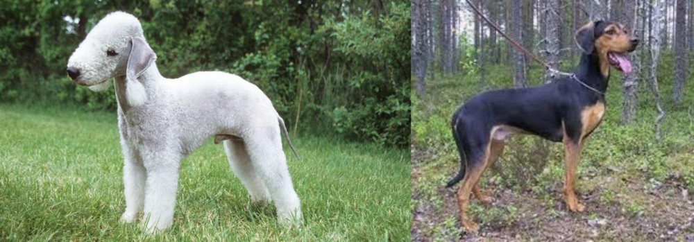 Greek Harehound vs Bedlington Terrier - Breed Comparison