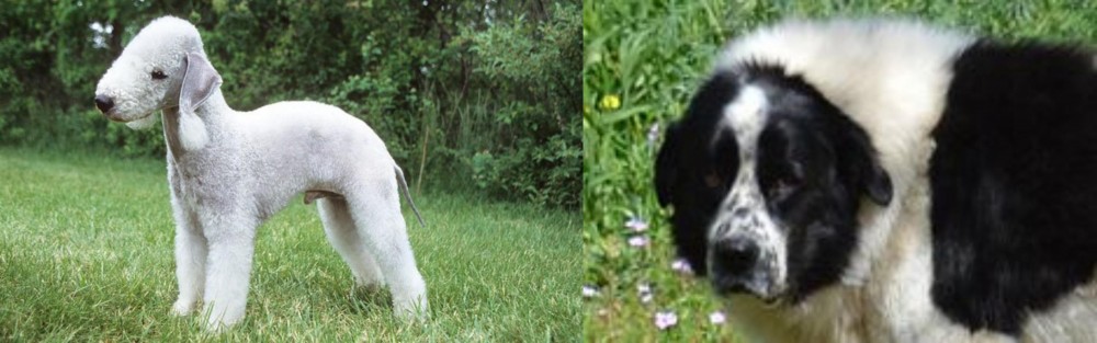 Greek Sheepdog vs Bedlington Terrier - Breed Comparison
