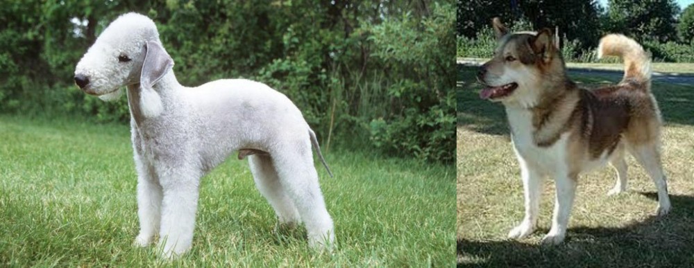 Greenland Dog vs Bedlington Terrier - Breed Comparison