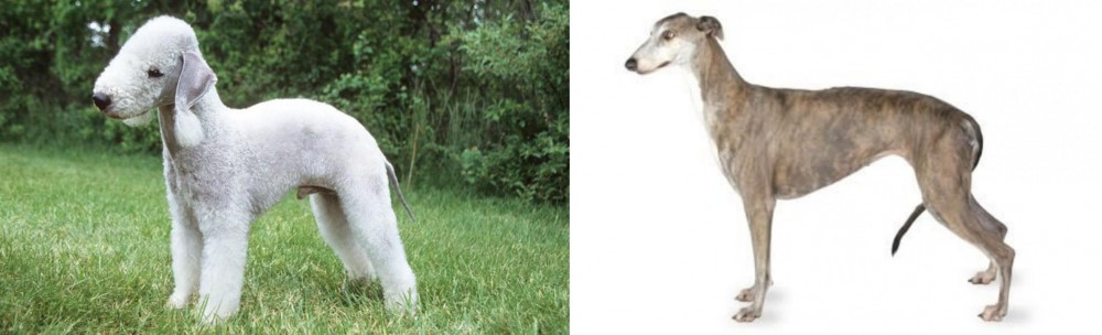 Greyhound vs Bedlington Terrier - Breed Comparison