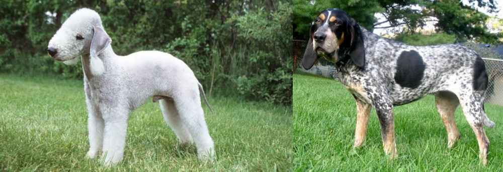 Griffon Bleu de Gascogne vs Bedlington Terrier - Breed Comparison
