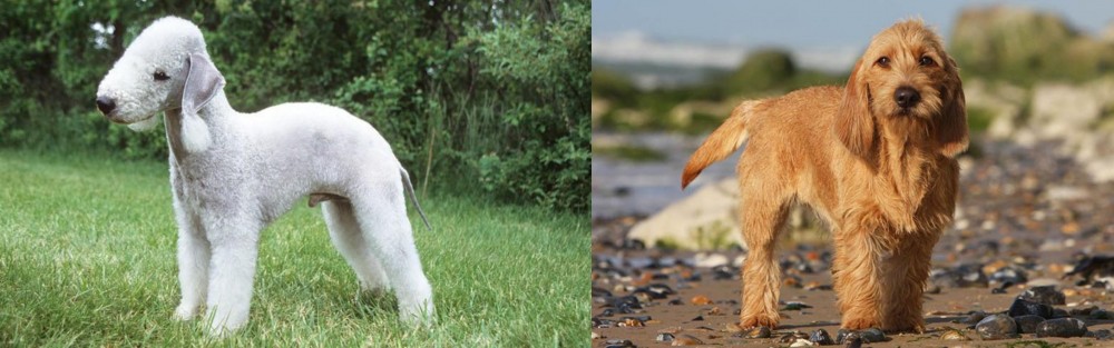 Griffon Fauve de Bretagne vs Bedlington Terrier - Breed Comparison