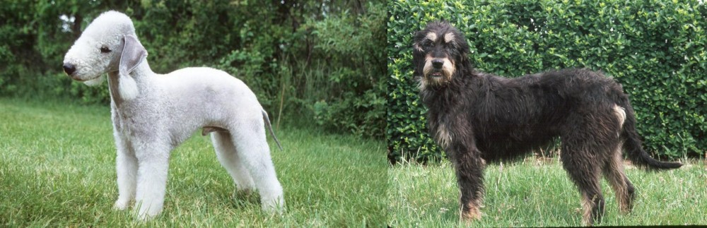 Griffon Nivernais vs Bedlington Terrier - Breed Comparison