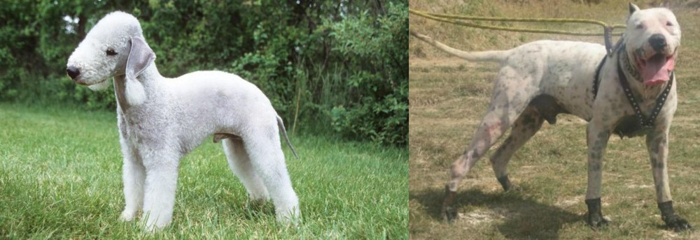 Gull Dong vs Bedlington Terrier - Breed Comparison