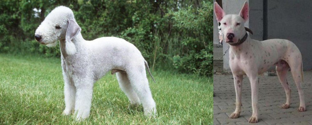 Gull Terr vs Bedlington Terrier - Breed Comparison