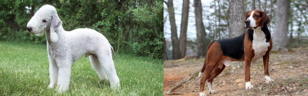 Hamiltonstovare vs Bedlington Terrier - Breed Comparison