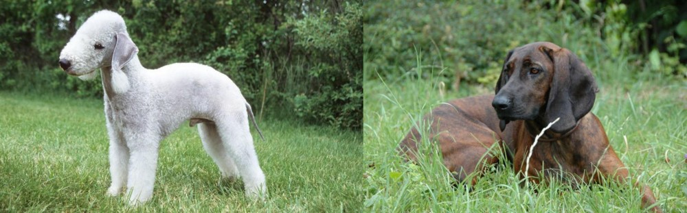 Hanover Hound vs Bedlington Terrier - Breed Comparison