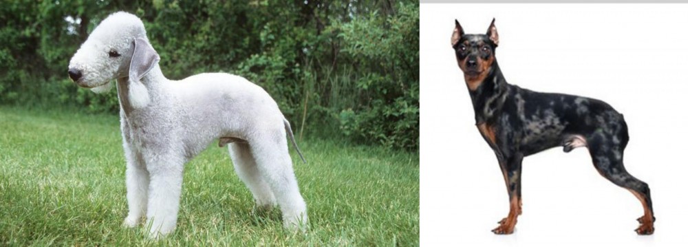 Harlequin Pinscher vs Bedlington Terrier - Breed Comparison