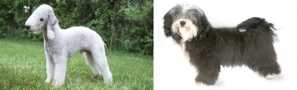 Havanese vs Bedlington Terrier - Breed Comparison