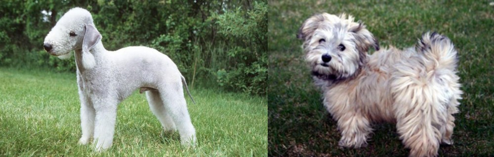 Havapoo vs Bedlington Terrier - Breed Comparison
