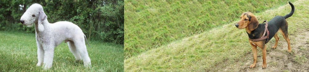Hellenic Hound vs Bedlington Terrier - Breed Comparison