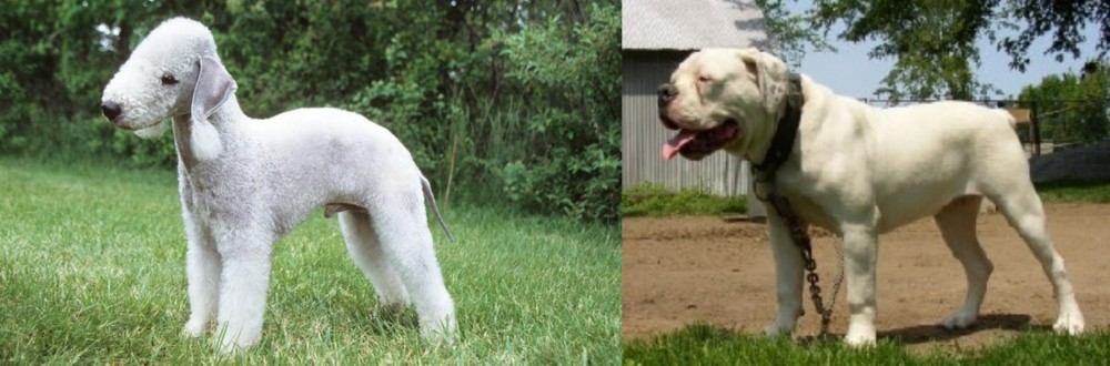 Hermes Bulldogge vs Bedlington Terrier - Breed Comparison