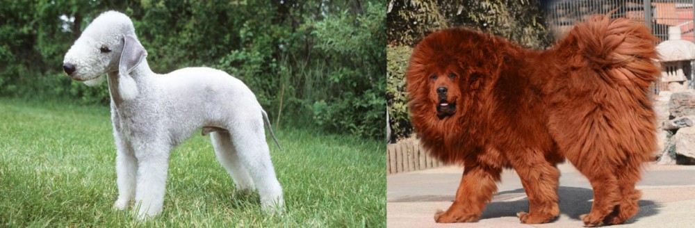 Himalayan Mastiff vs Bedlington Terrier - Breed Comparison