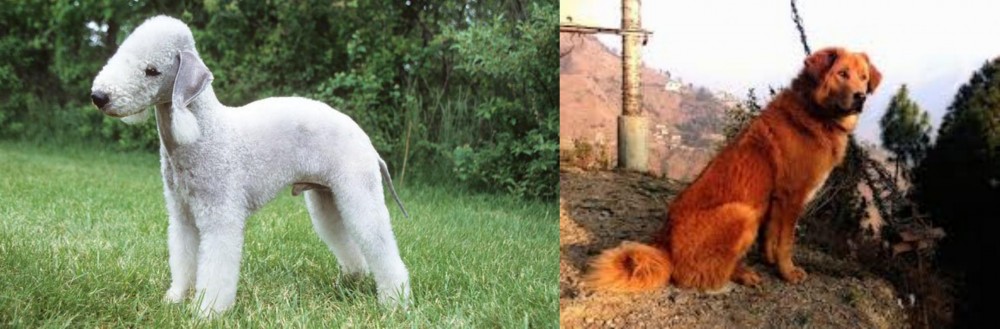 Himalayan Sheepdog vs Bedlington Terrier - Breed Comparison
