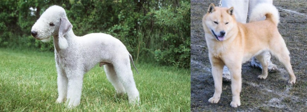 Hokkaido vs Bedlington Terrier - Breed Comparison