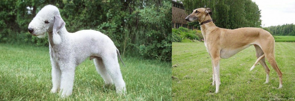 Hortaya Borzaya vs Bedlington Terrier - Breed Comparison