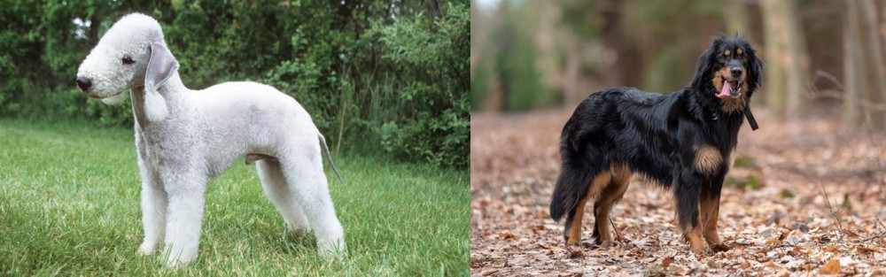 Hovawart vs Bedlington Terrier - Breed Comparison